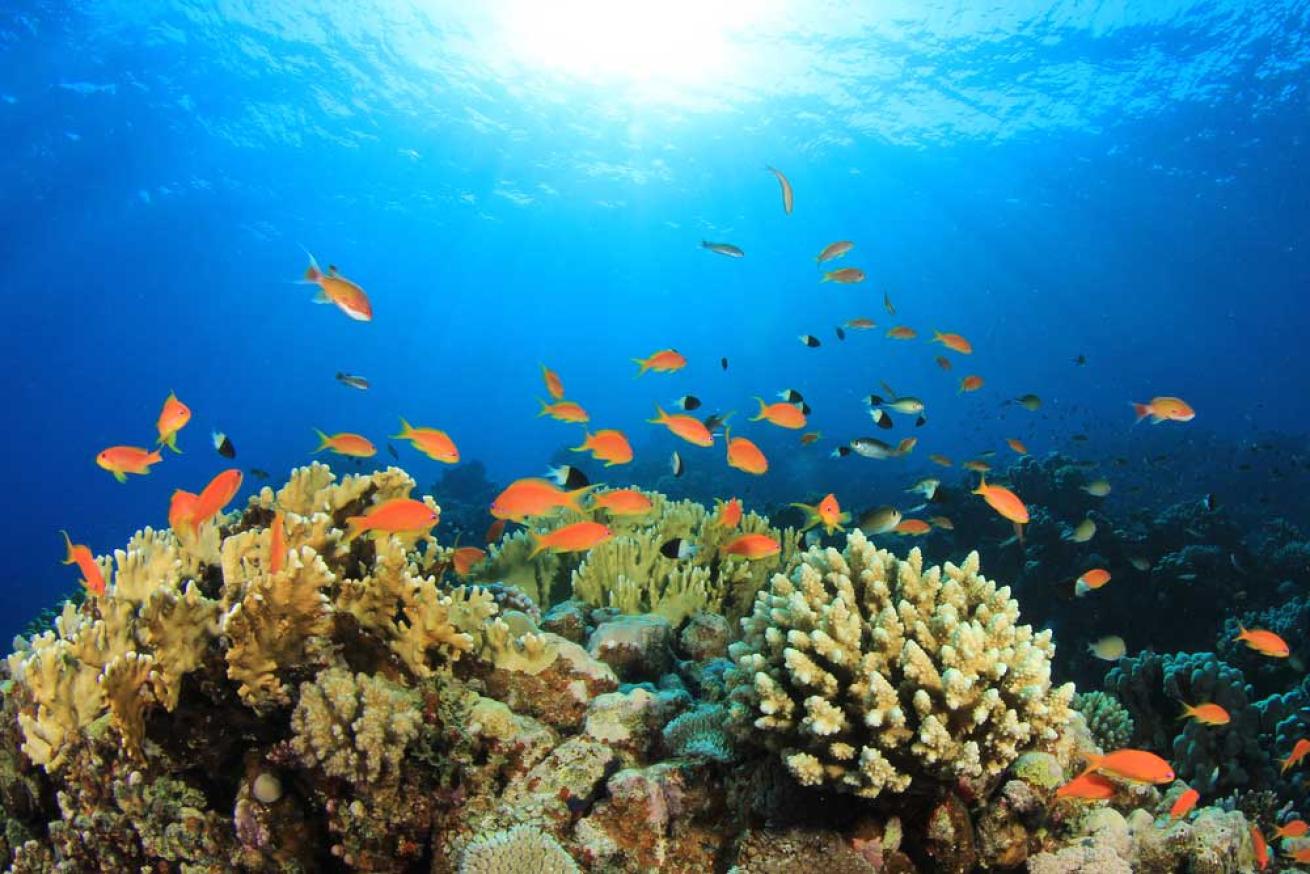 reef scape
