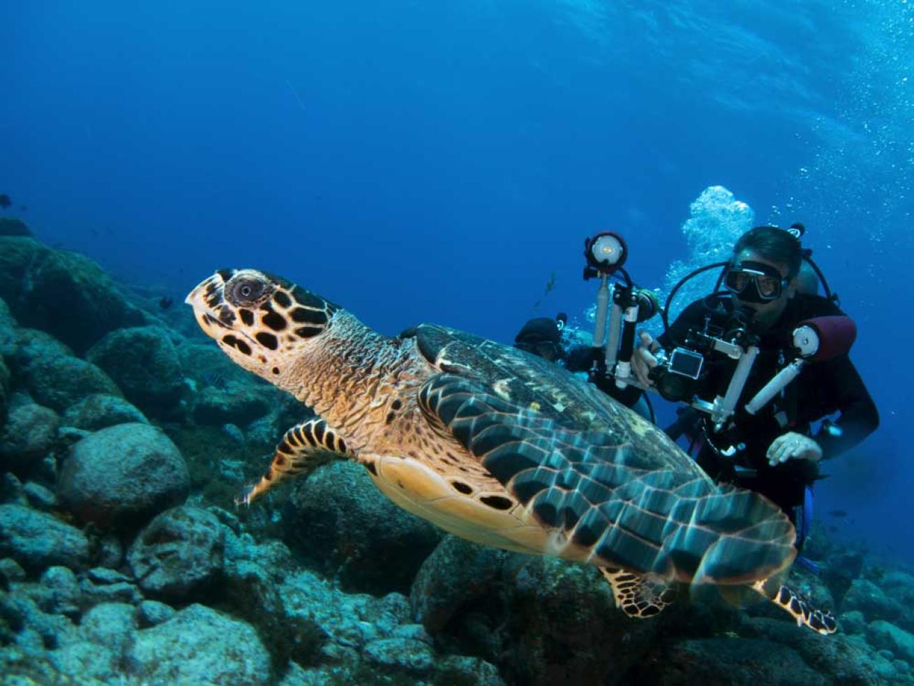 sea turtle