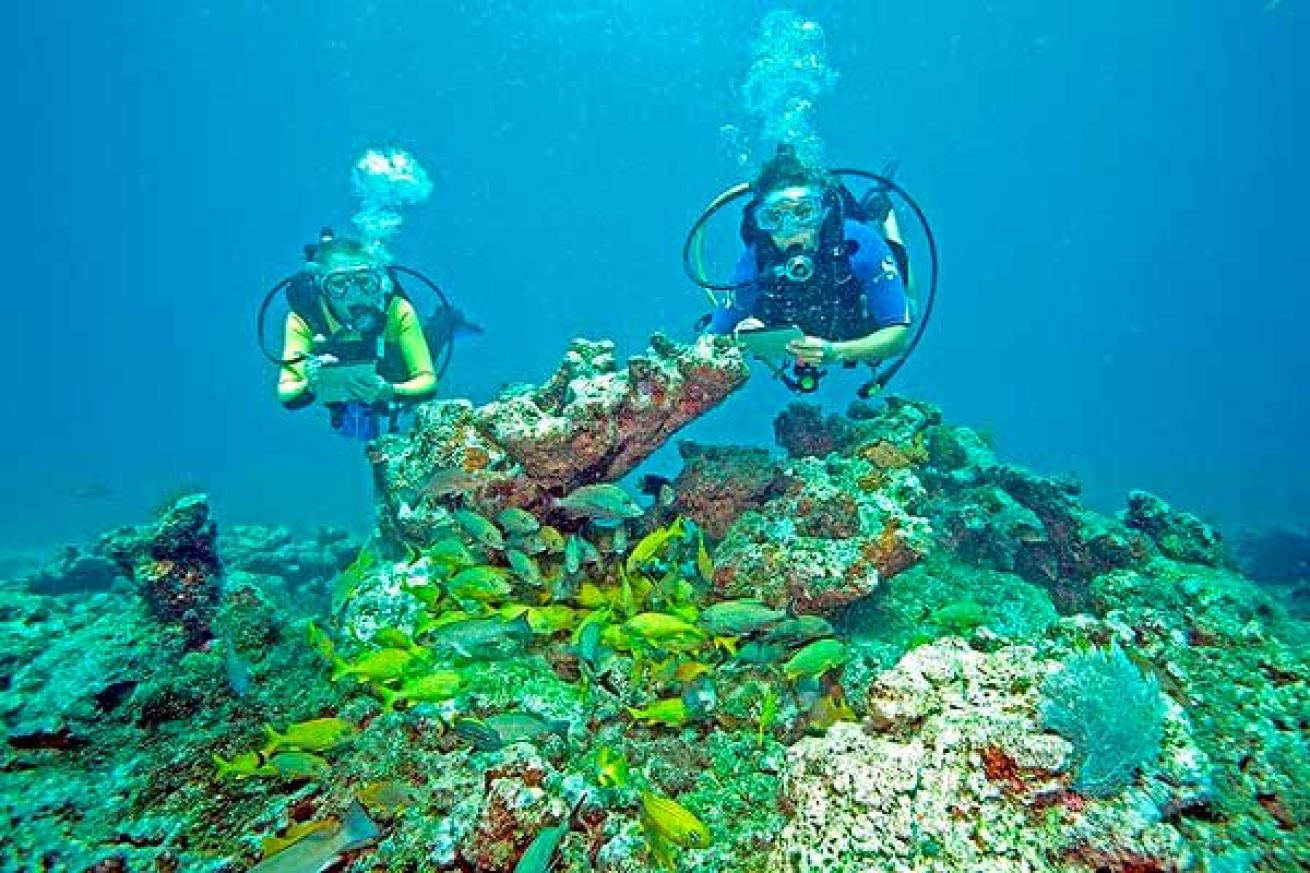 citizen science dives