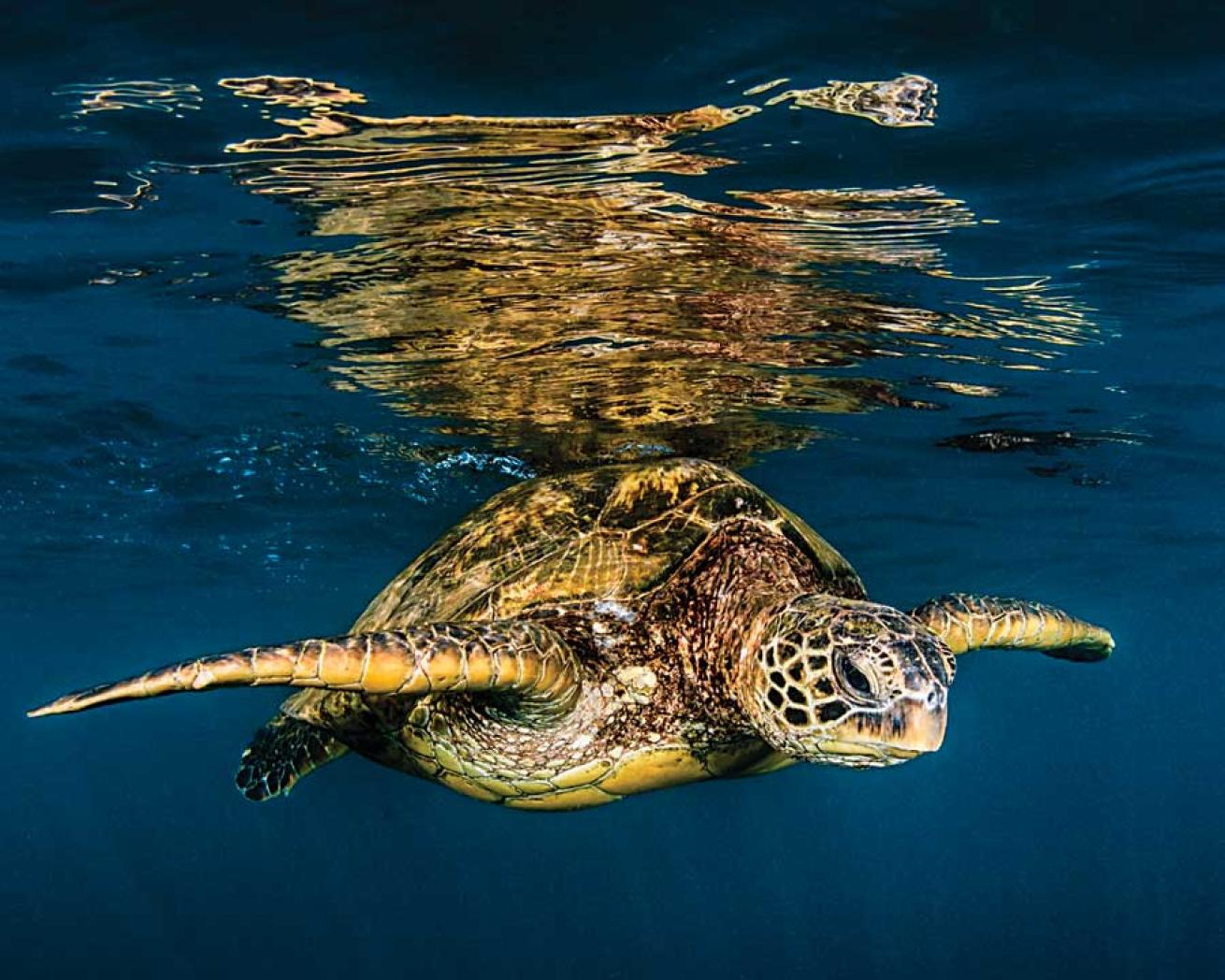 scuba diving maui