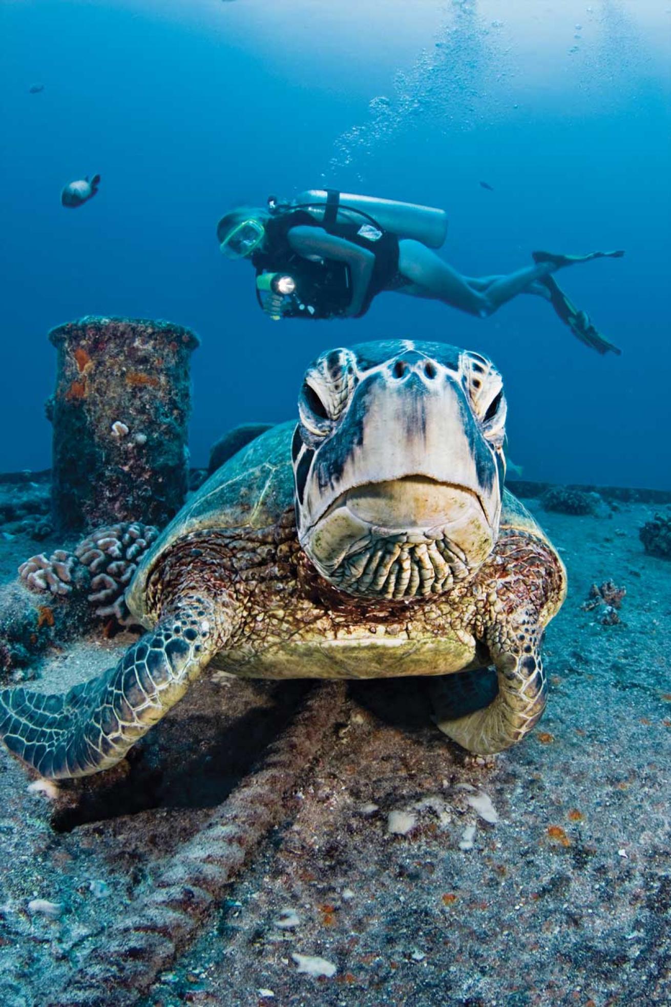Scuba Diving hawaii wreck