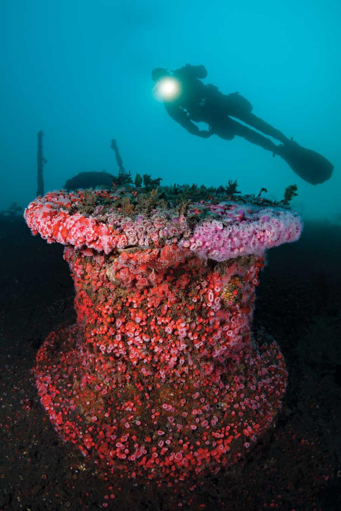 Scuba Diving yukon wreck california