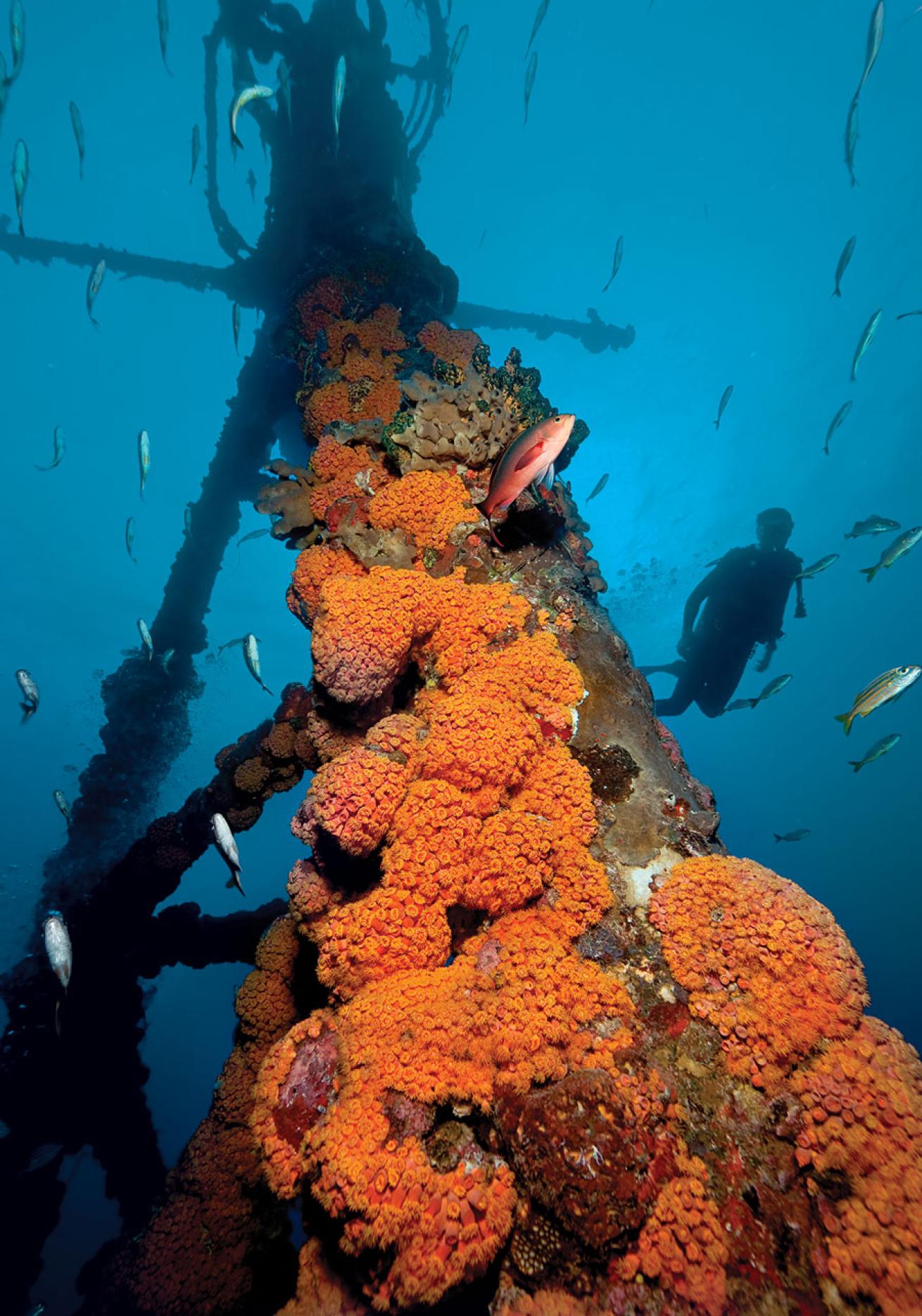 Scuba Diving duane florida wreck