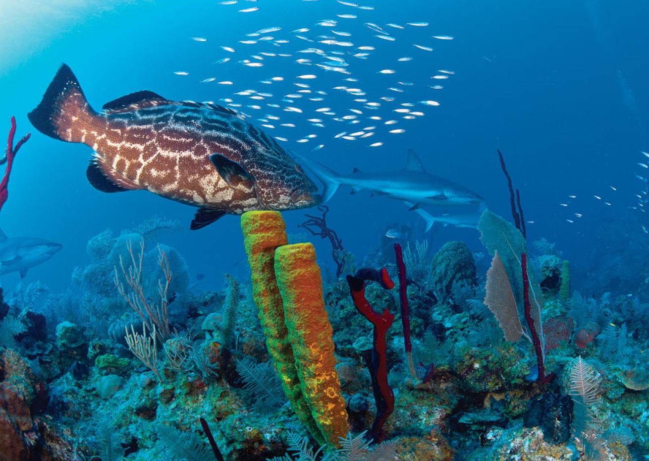 A typical underwater scene with sharks and grouper at Cuba's Gardens of the Queen