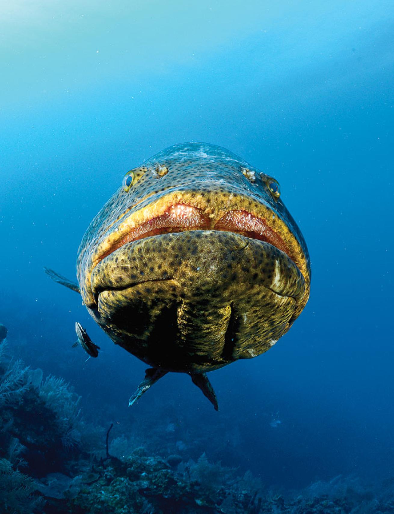 Goliath grouper can be found in Cuba's Gardens of the Queen