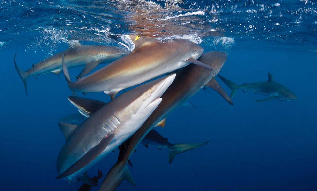 Scuba diving with sharks in Cuba's Gardens of the Queen