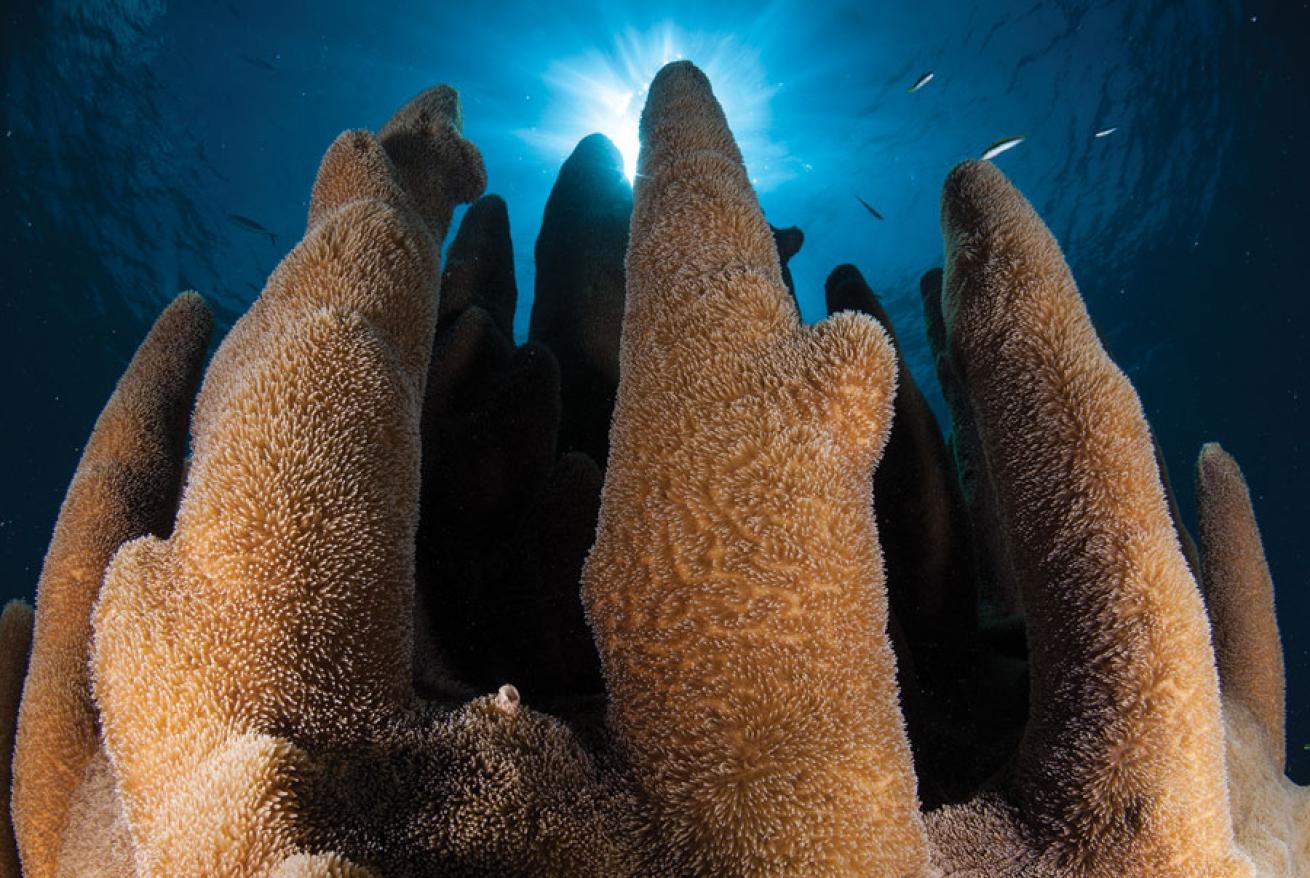 Coral fingers reach for the heavens in Cuba's Gardens of the Queen