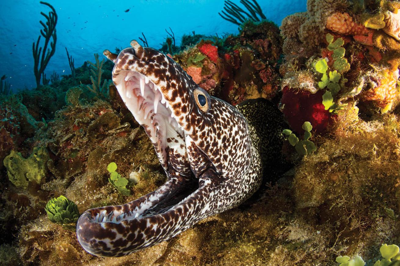 A spotted moray in Cuba's Gardens of the Queen
