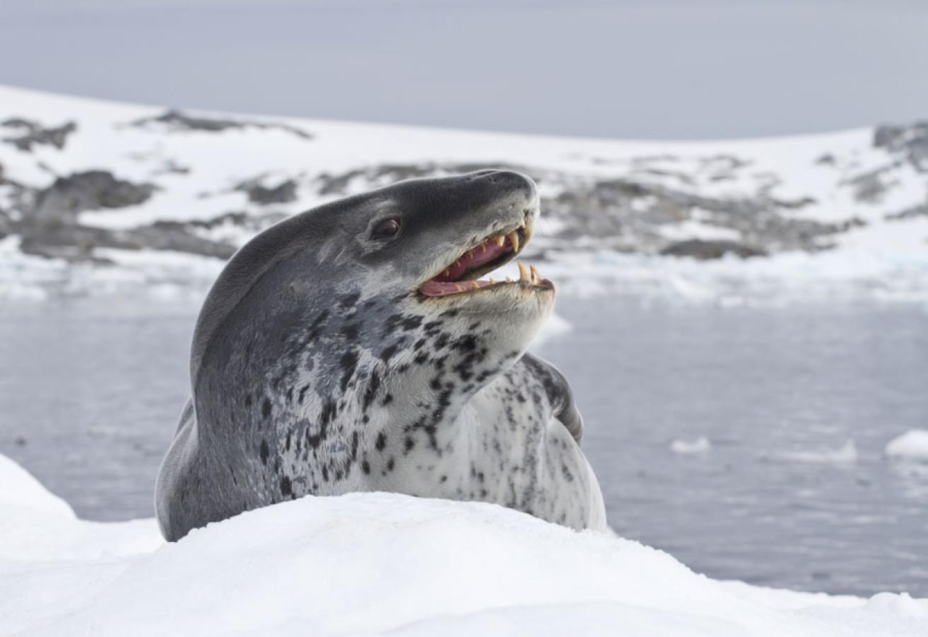 Scuba Diving Leopard Seals Antarctica