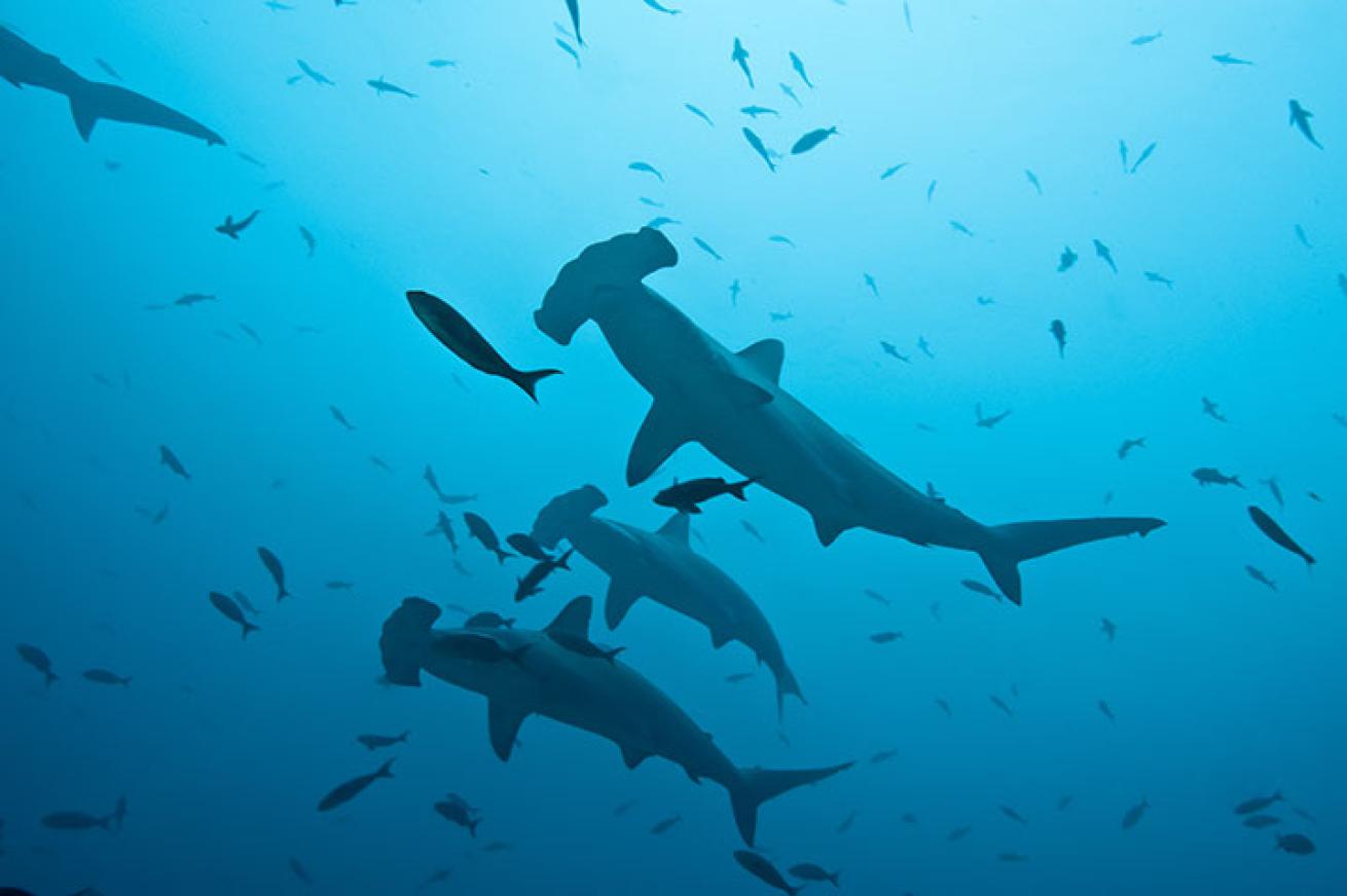 School of Hammerheads in Galapagos Underwater Photo