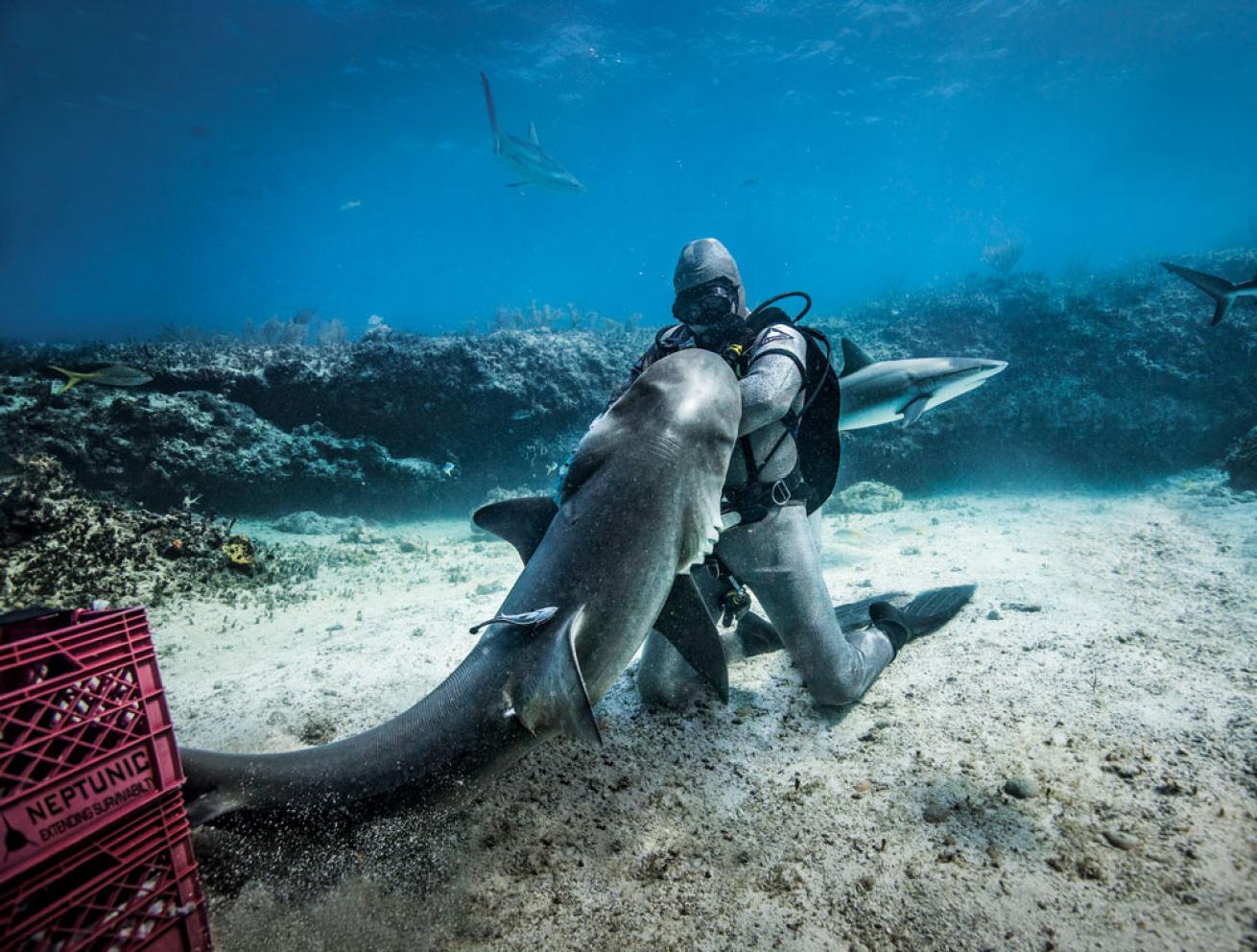 Underwater Suit Protects Divers from Shark Jaws