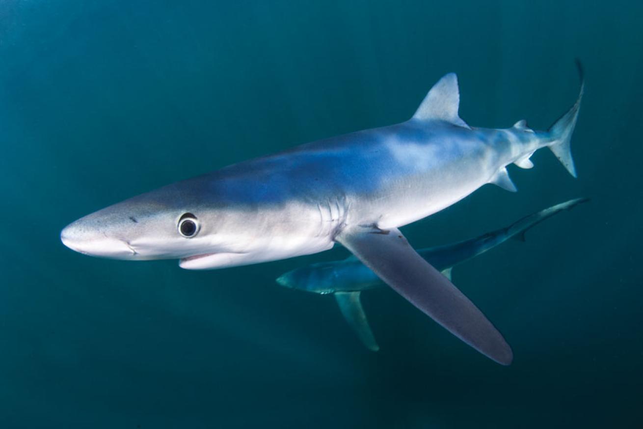 scuba diving with sharks in rhode island