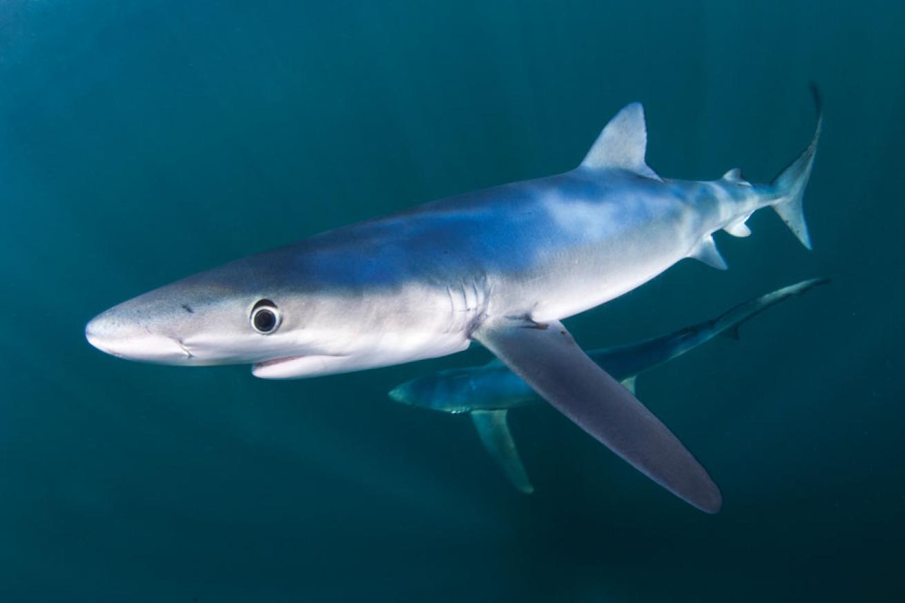 scuba diving with sharks in rhode island 