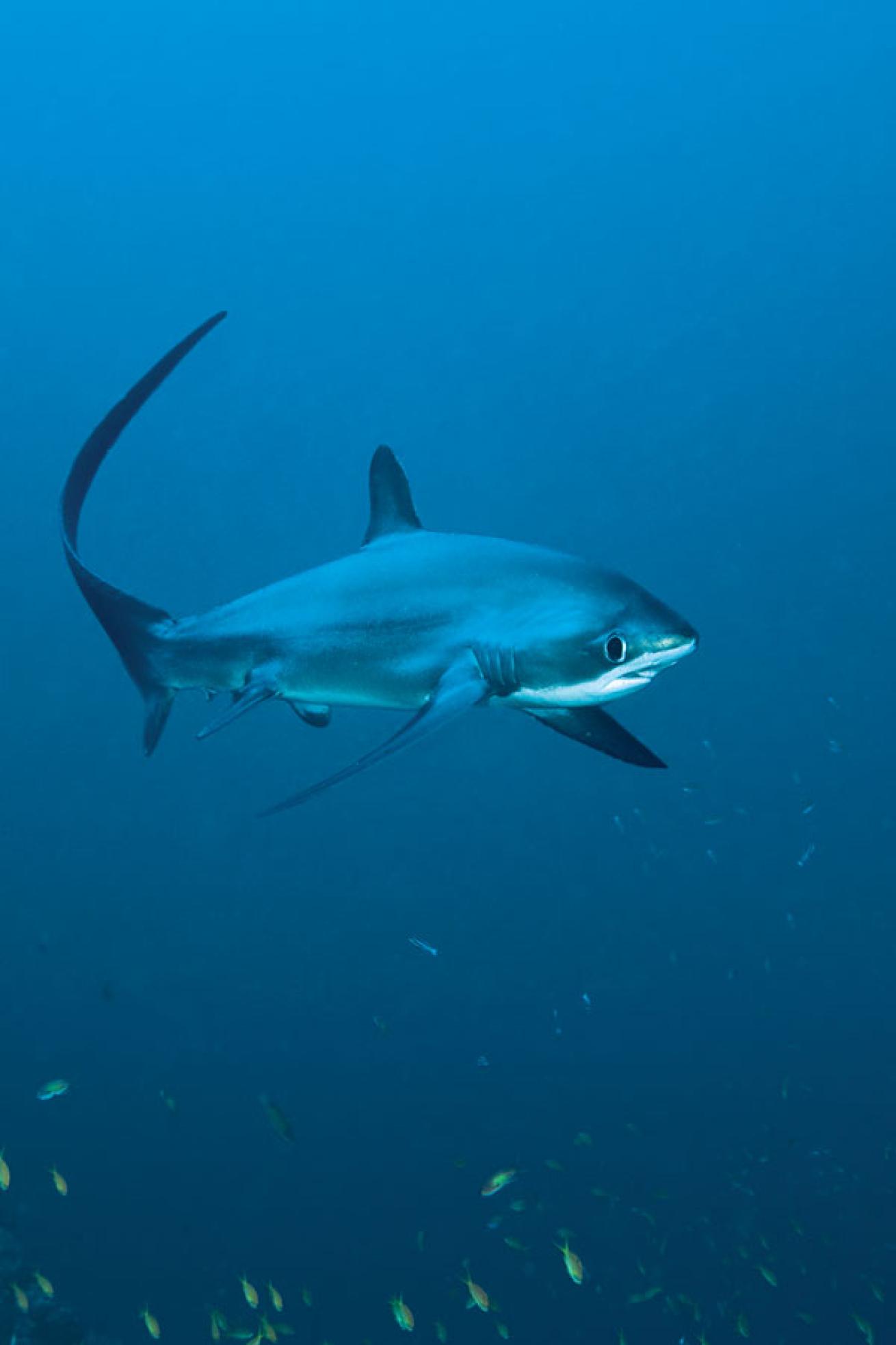 scuba diving in the philippines