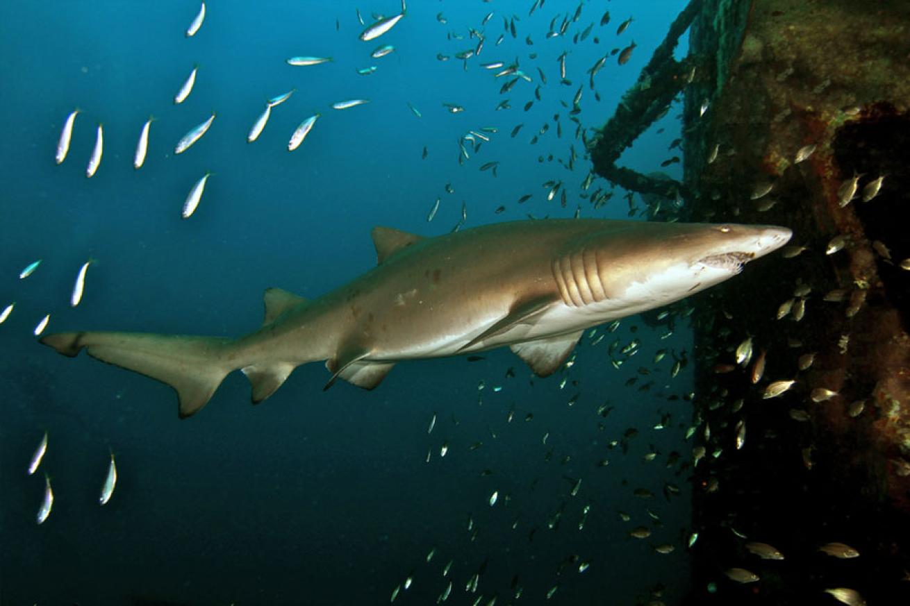 scuba diving the wrecks of north carolina