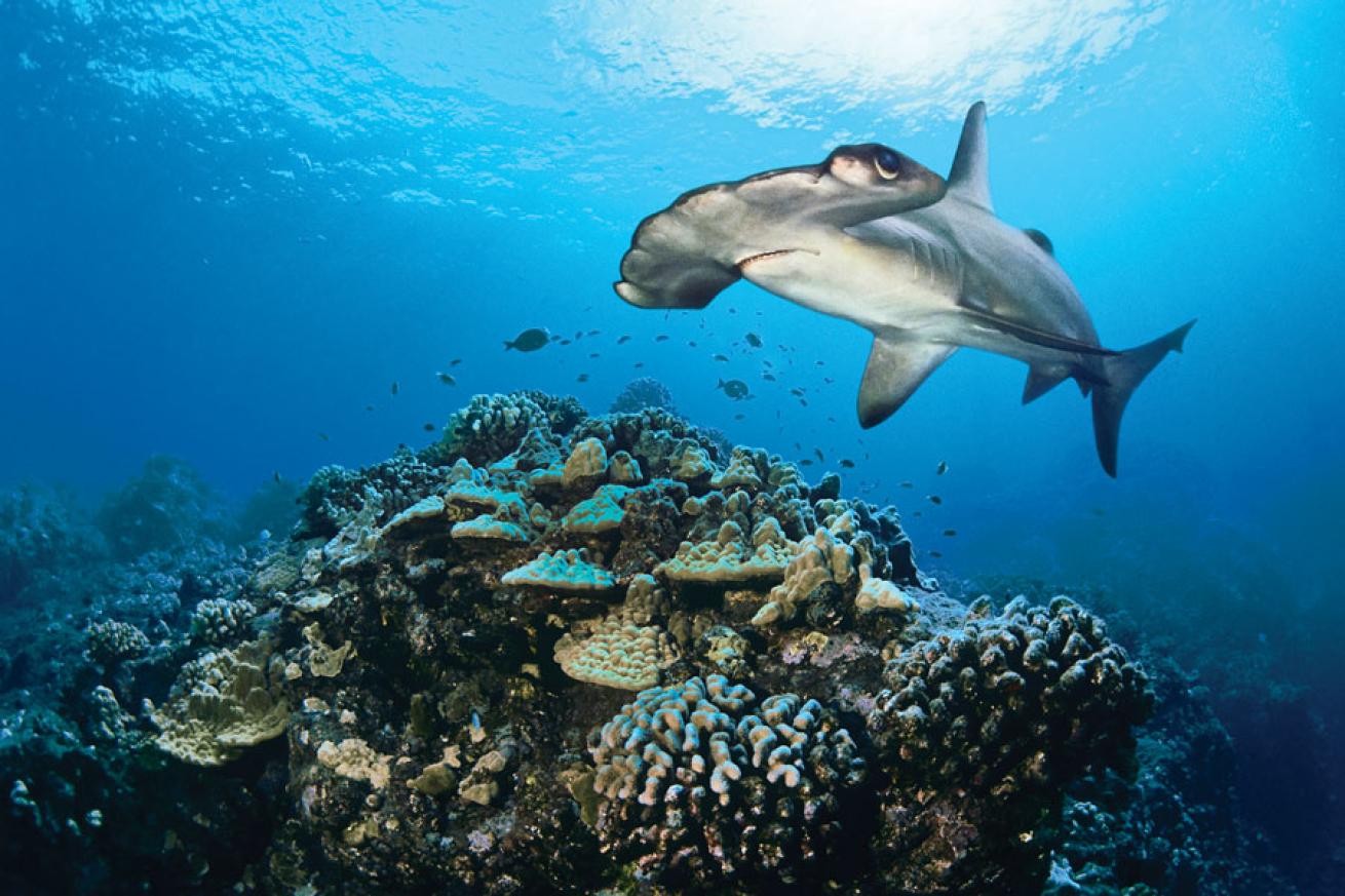 scuba diving maui hawaii