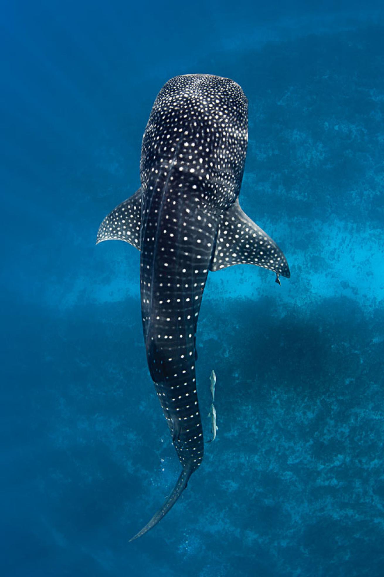 scuba diving belize
