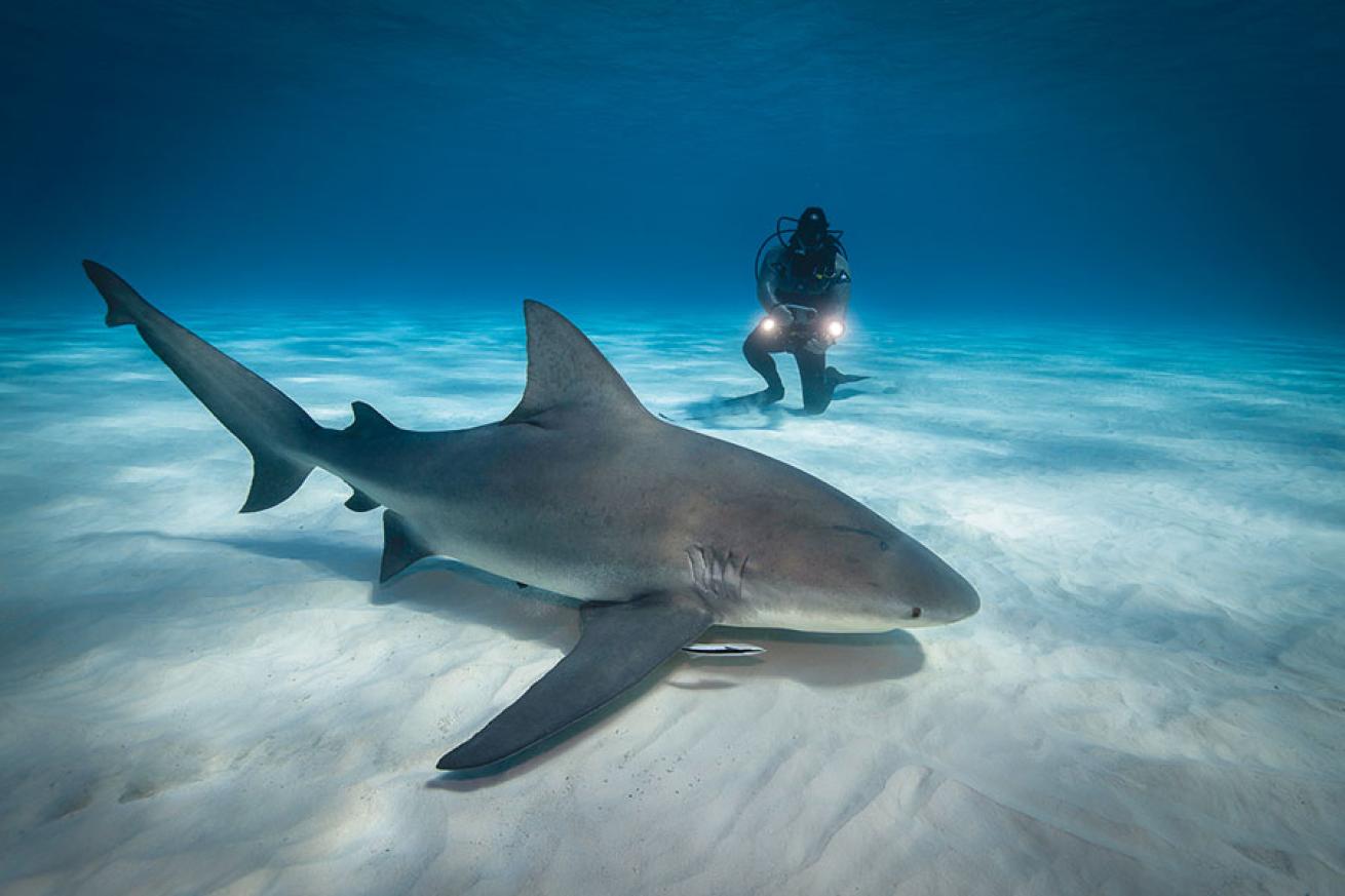 scuba diving the bahamas