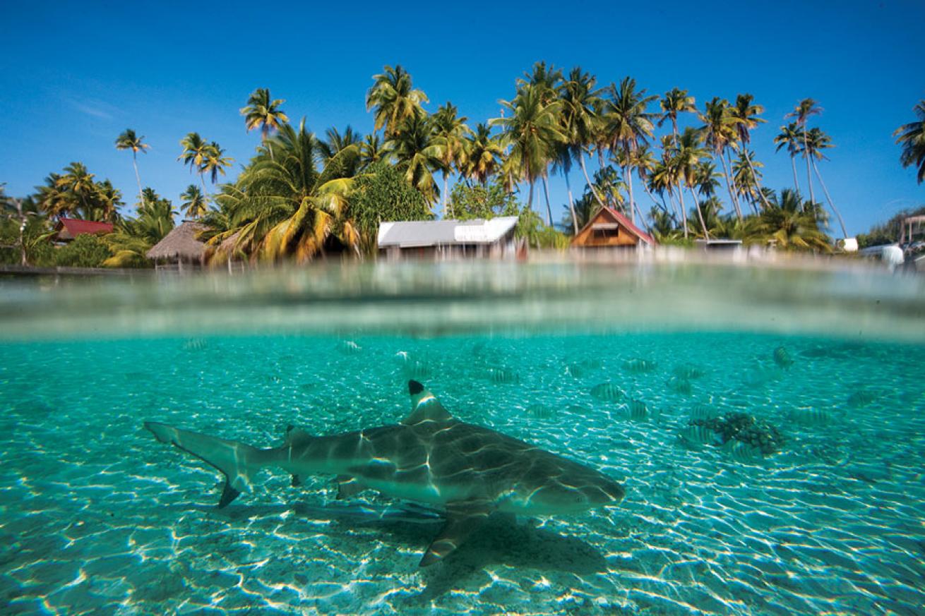 scuba diving french polynesia
