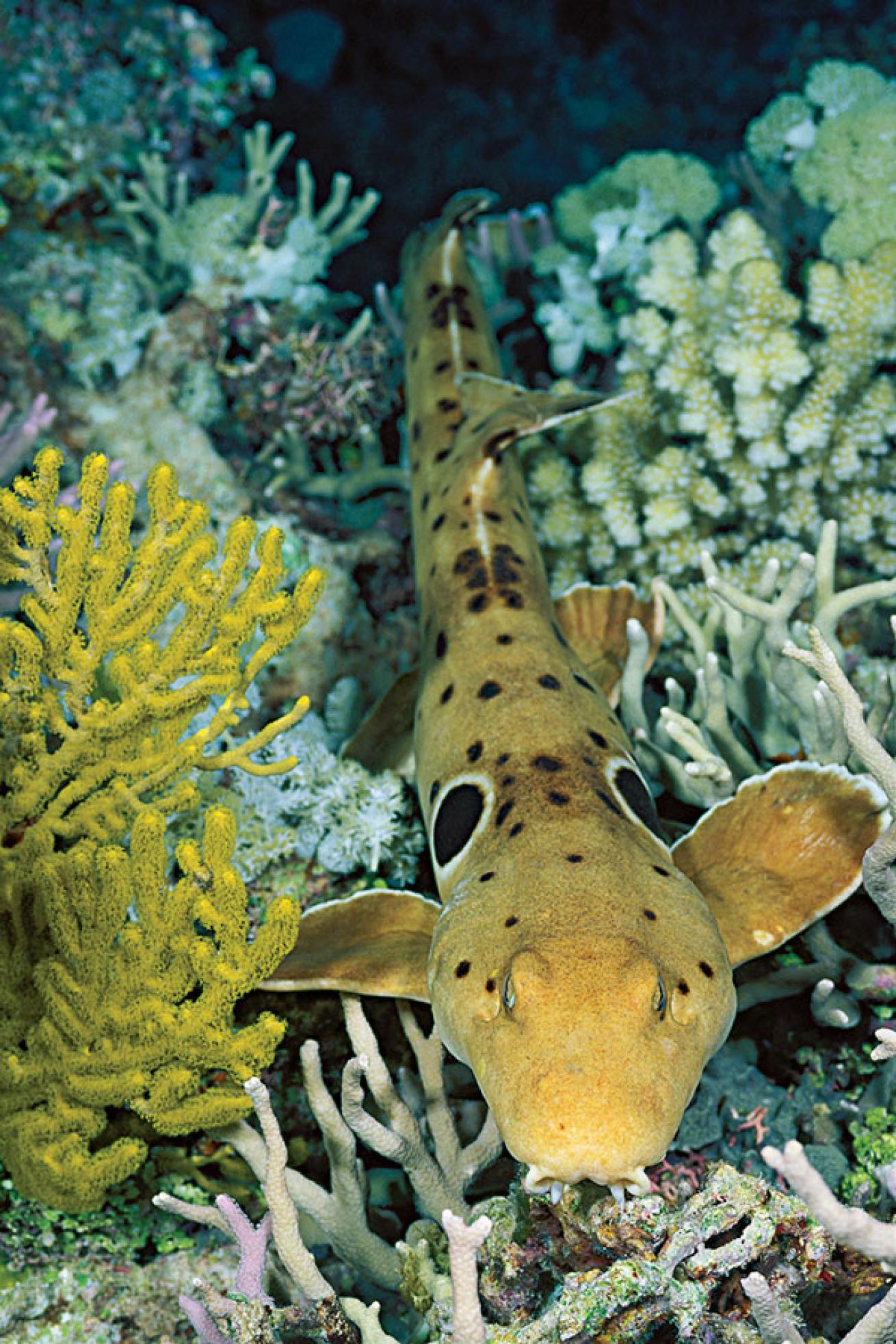 scuba diving the great barrier reef