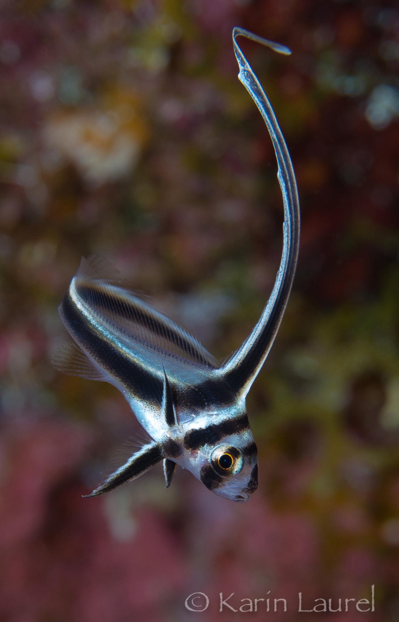 spotted drumfish juvenile