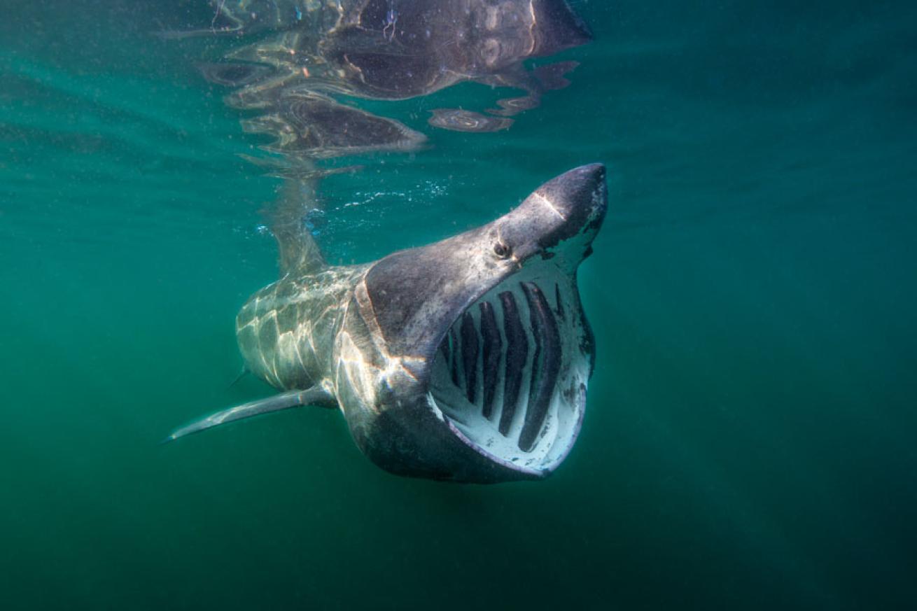 scuba diving scotland