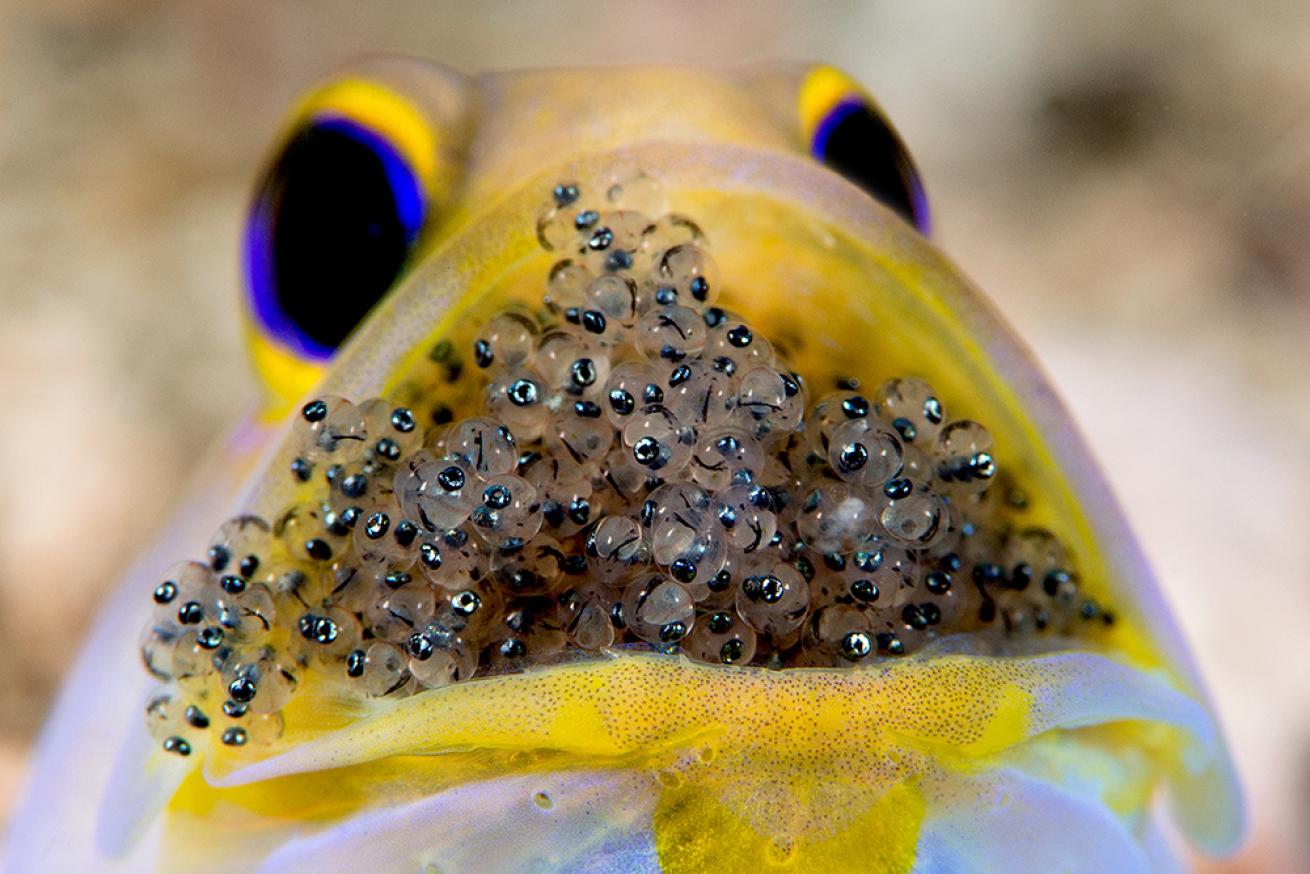 mouthbrooding fish