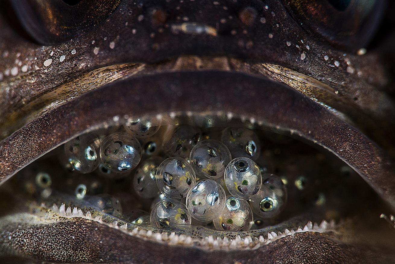 jawfish eggs hatching