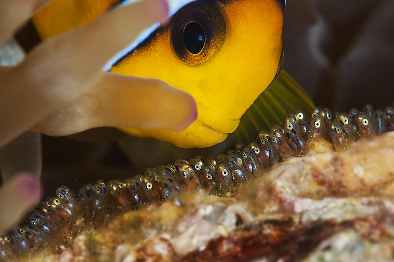 New Life: 19 Baby Underwater Creatures