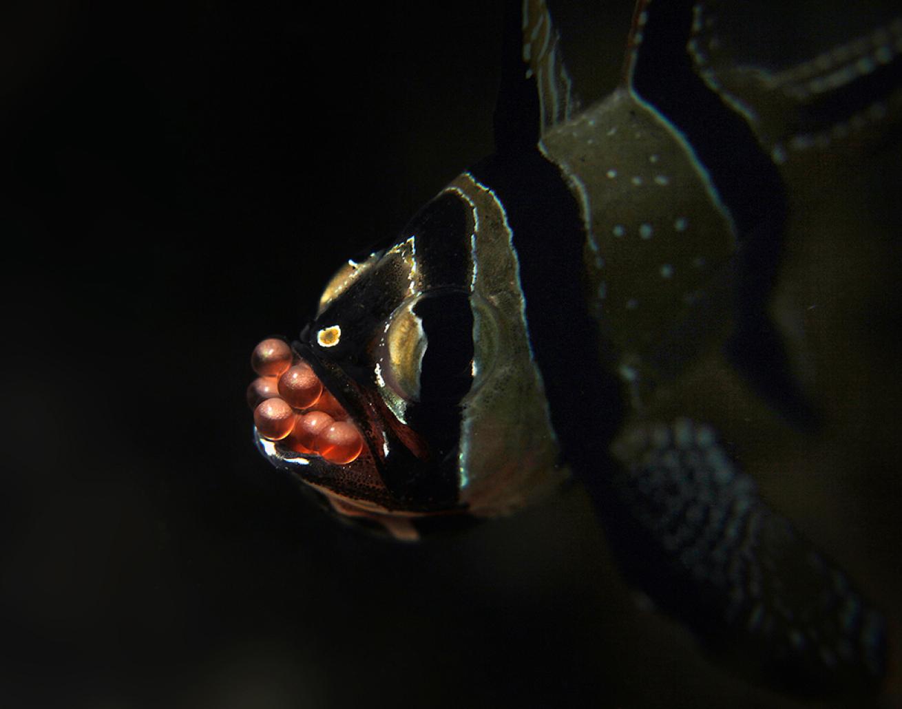 cardinalfish eggs