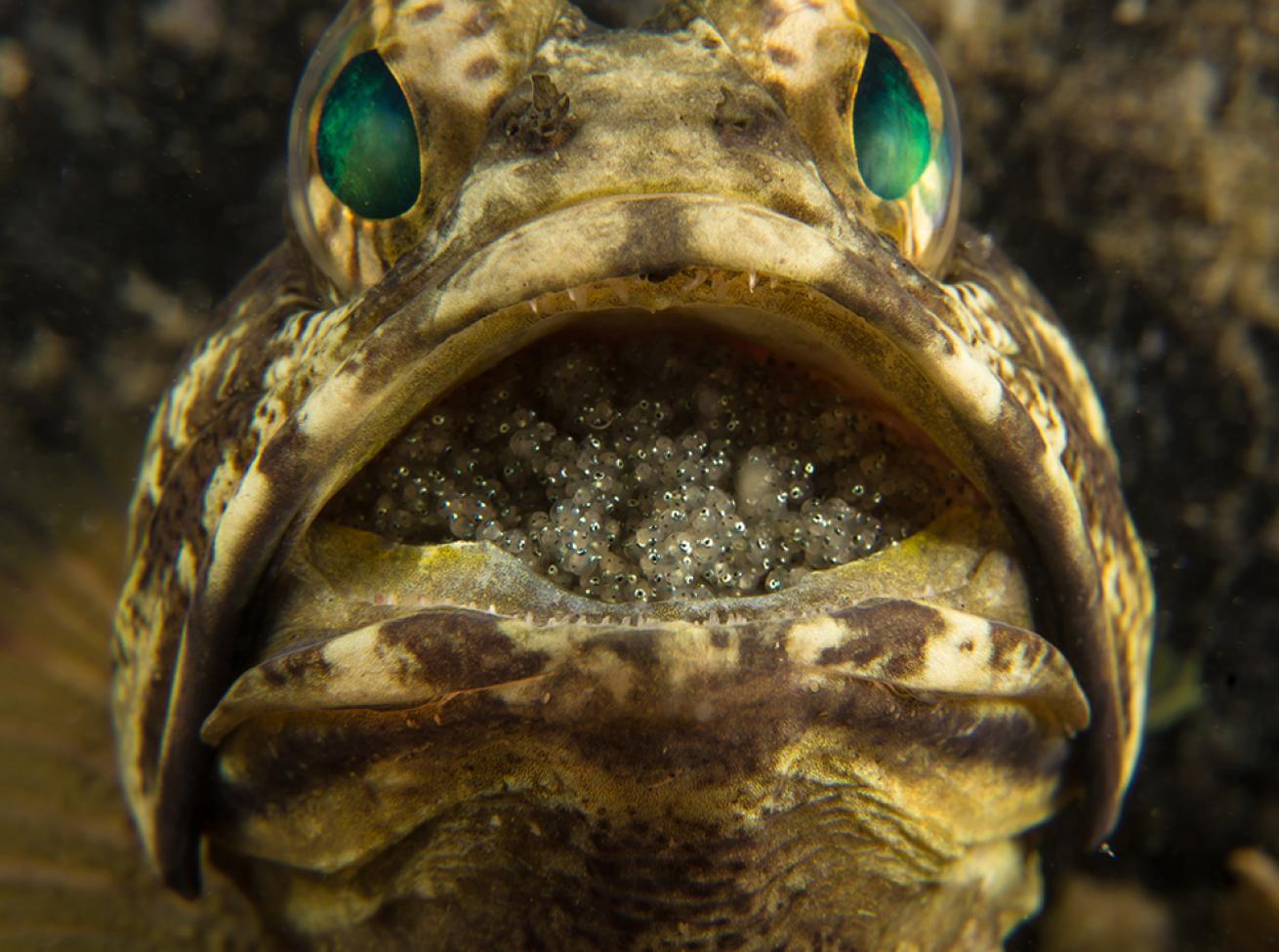 jawfish mouthbrooding