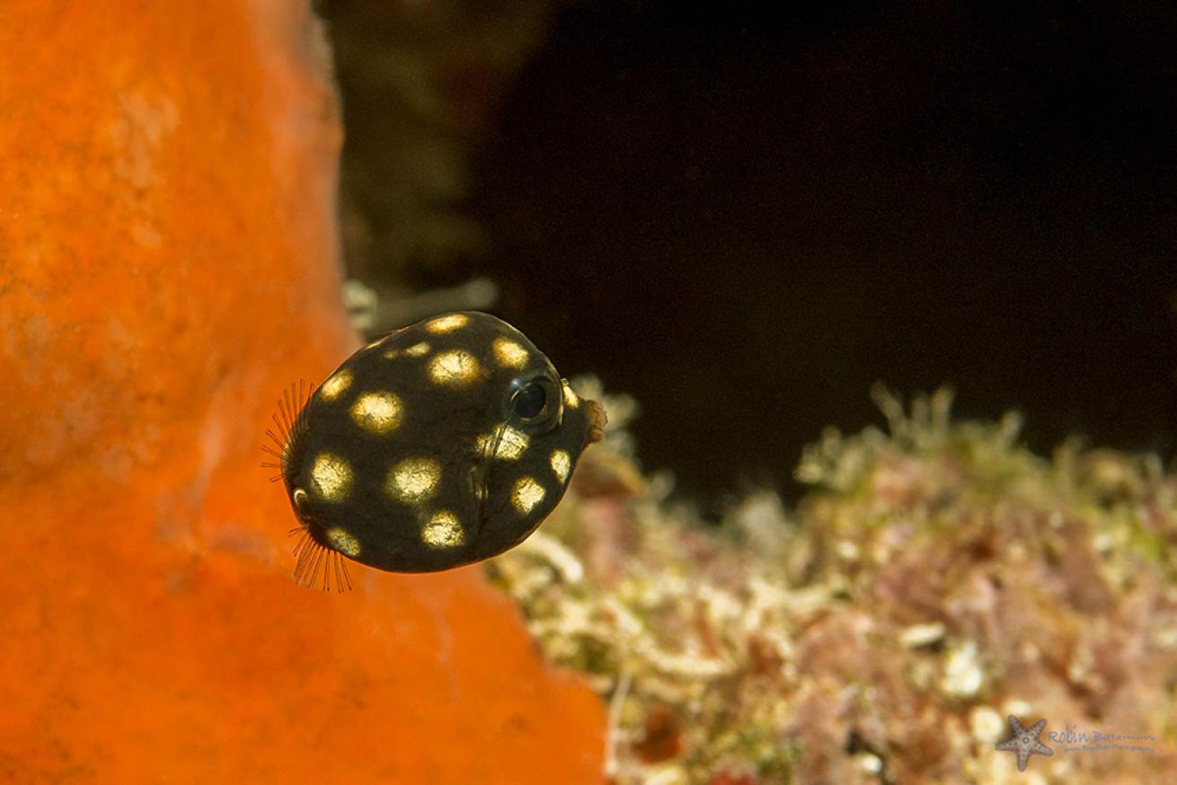 fish eggs photos