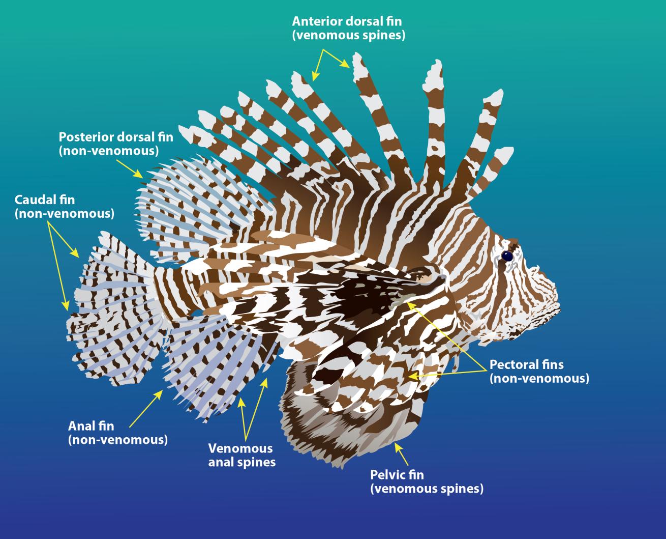 Lionfish