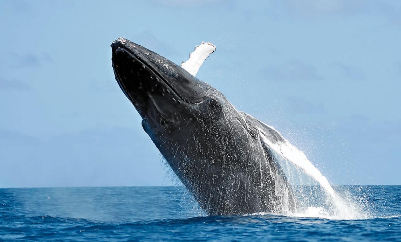 humpback whale