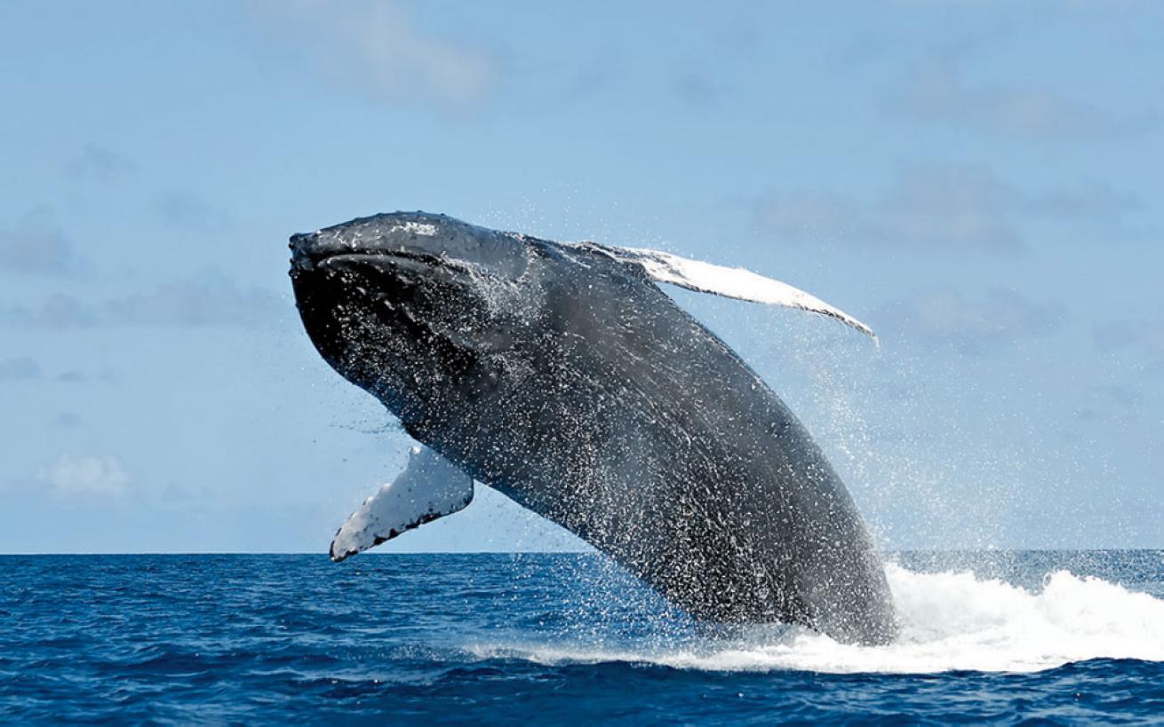 humpback whale