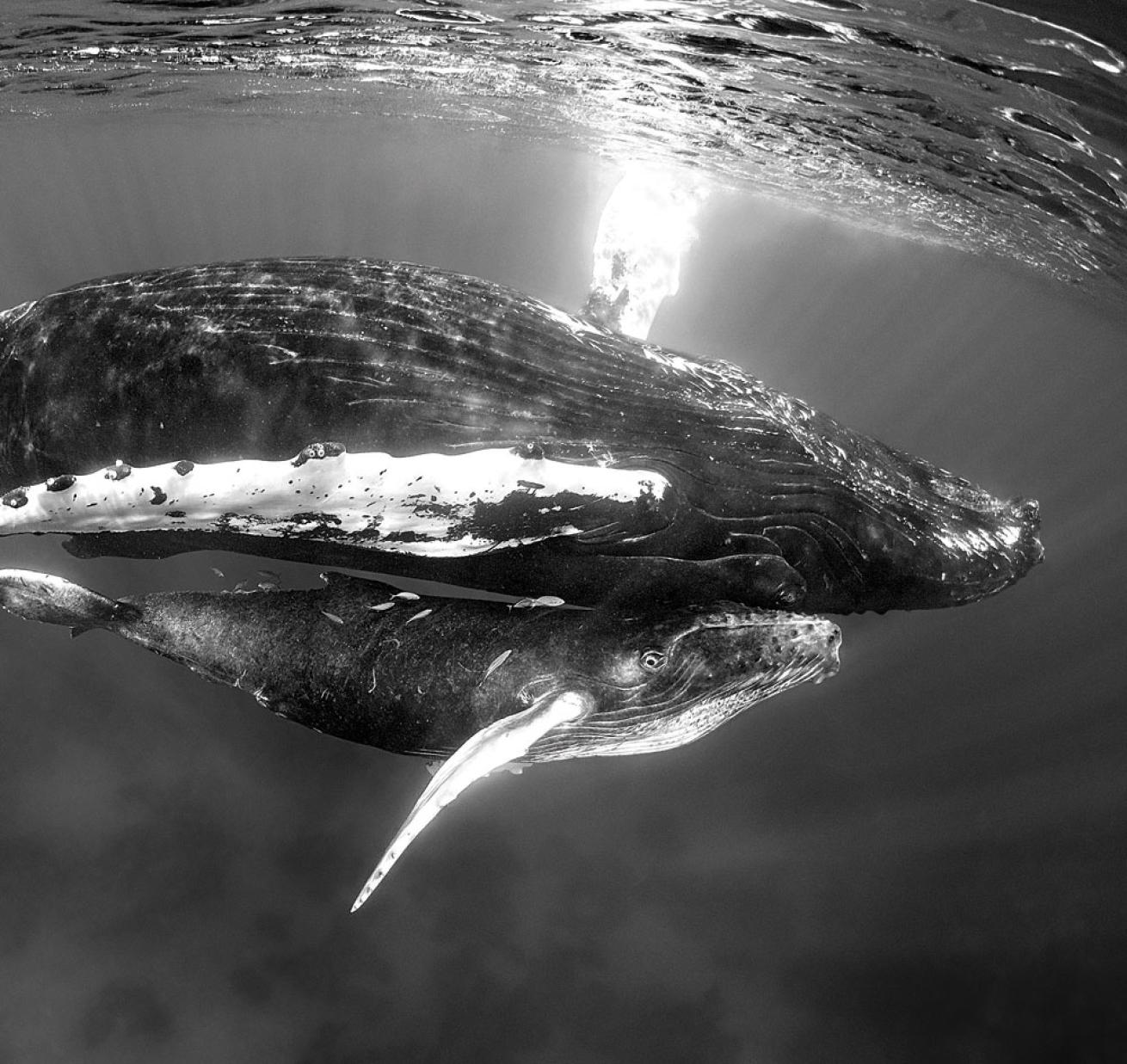 Mother and Calf humpback whale