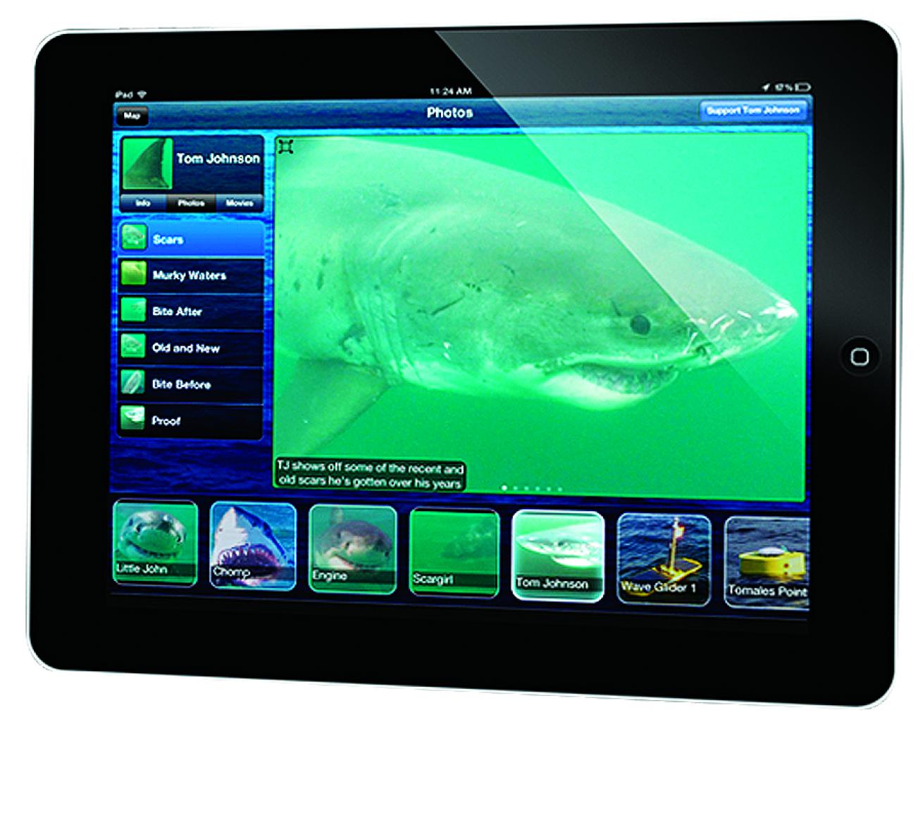 Tracking Great White Sharks: There's an App for That | Scuba Diving