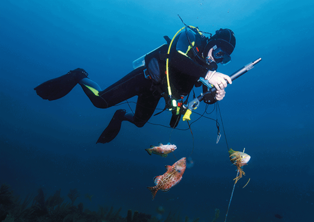 Ask an Expert: Is Spearfishing OK on Scuba?