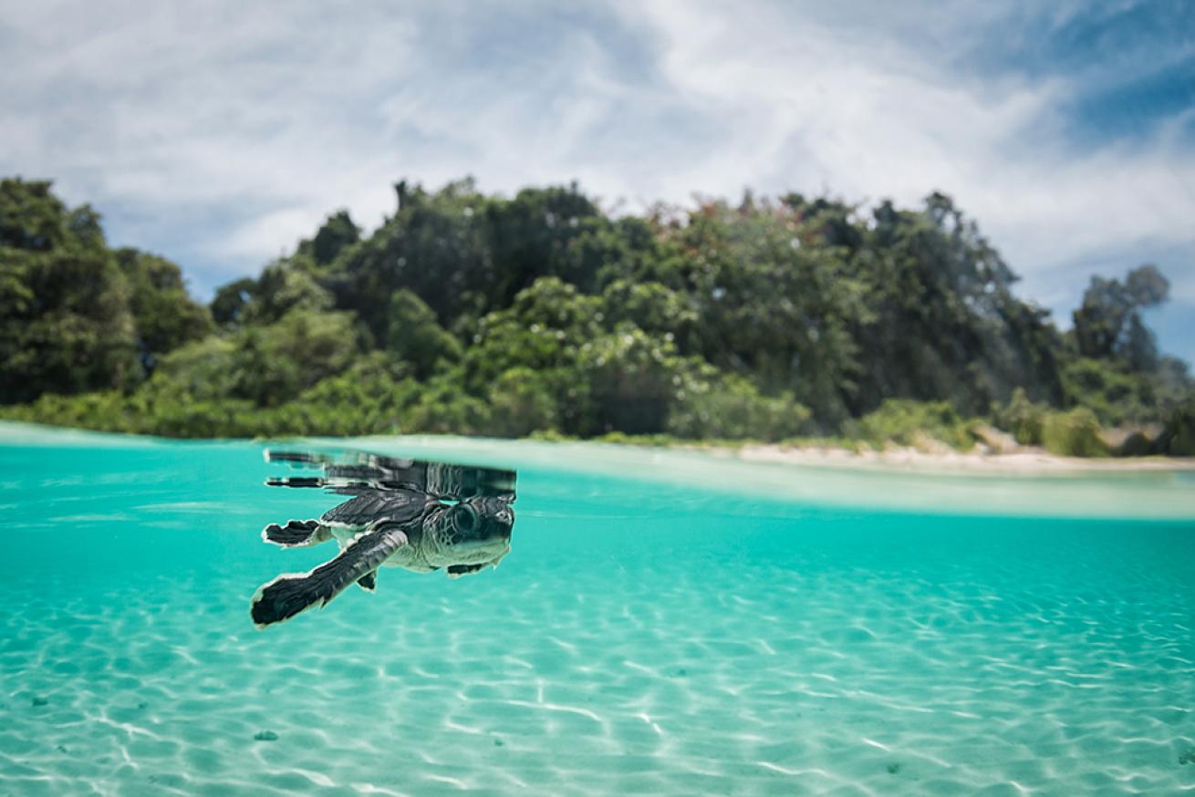 baby sea turtle photo