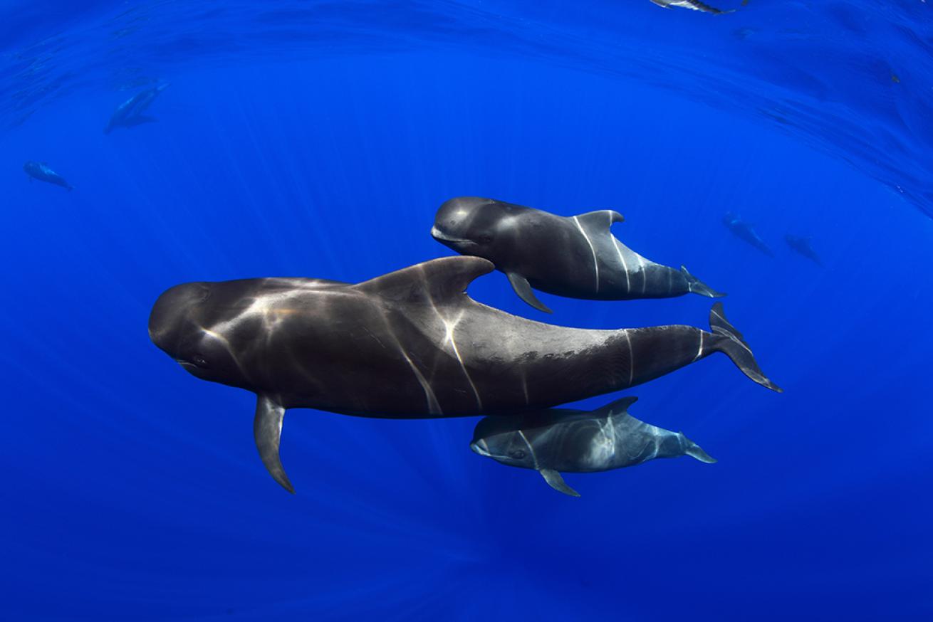 baby whale photo