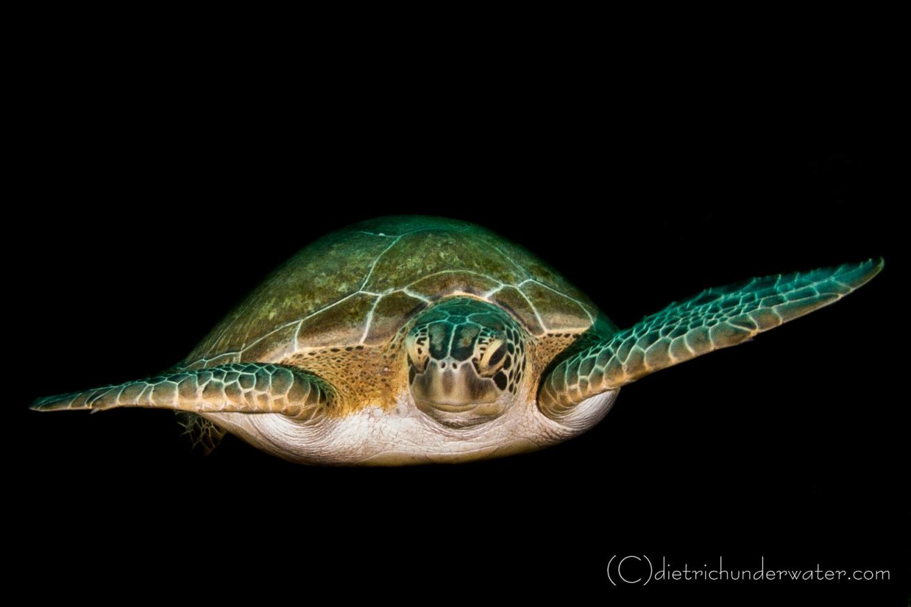 Sea turtle photos