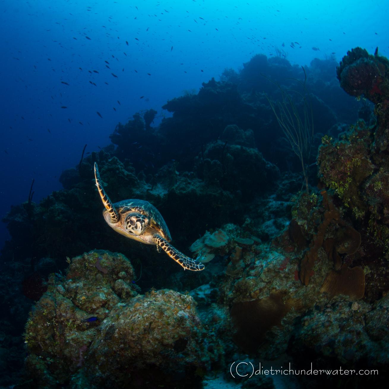 Sea turtle photos