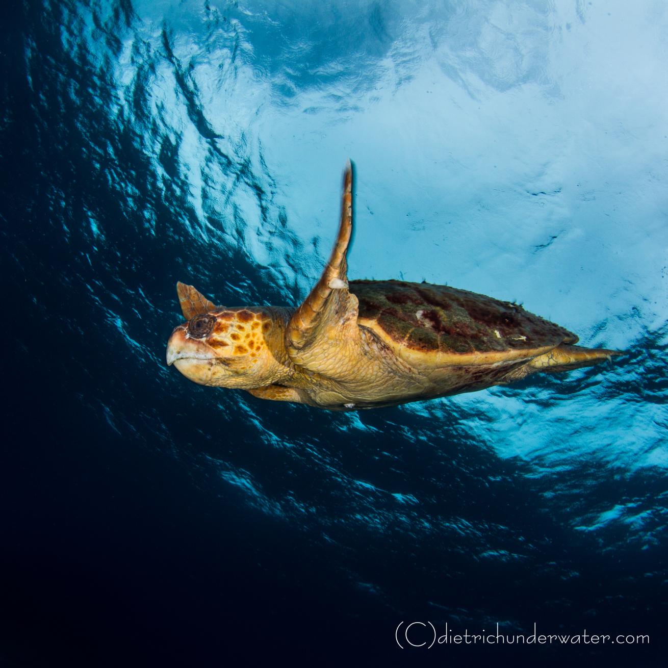 Sea turtle photos