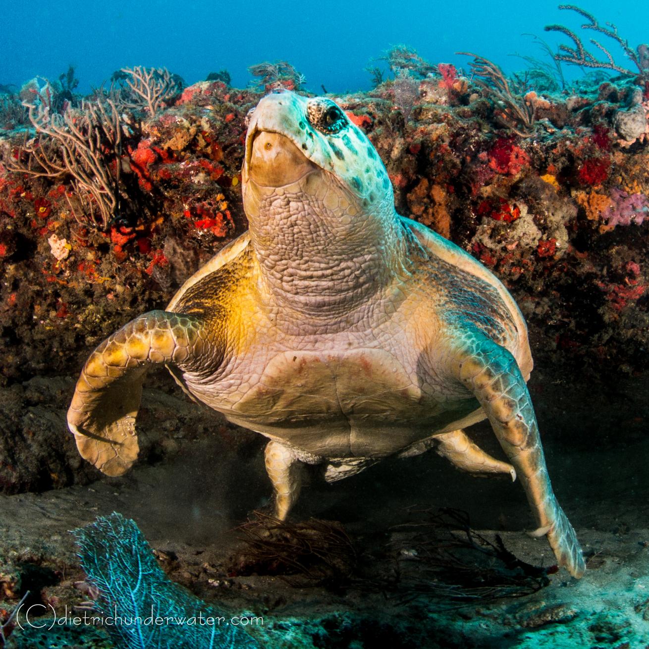 Sea turtle photos