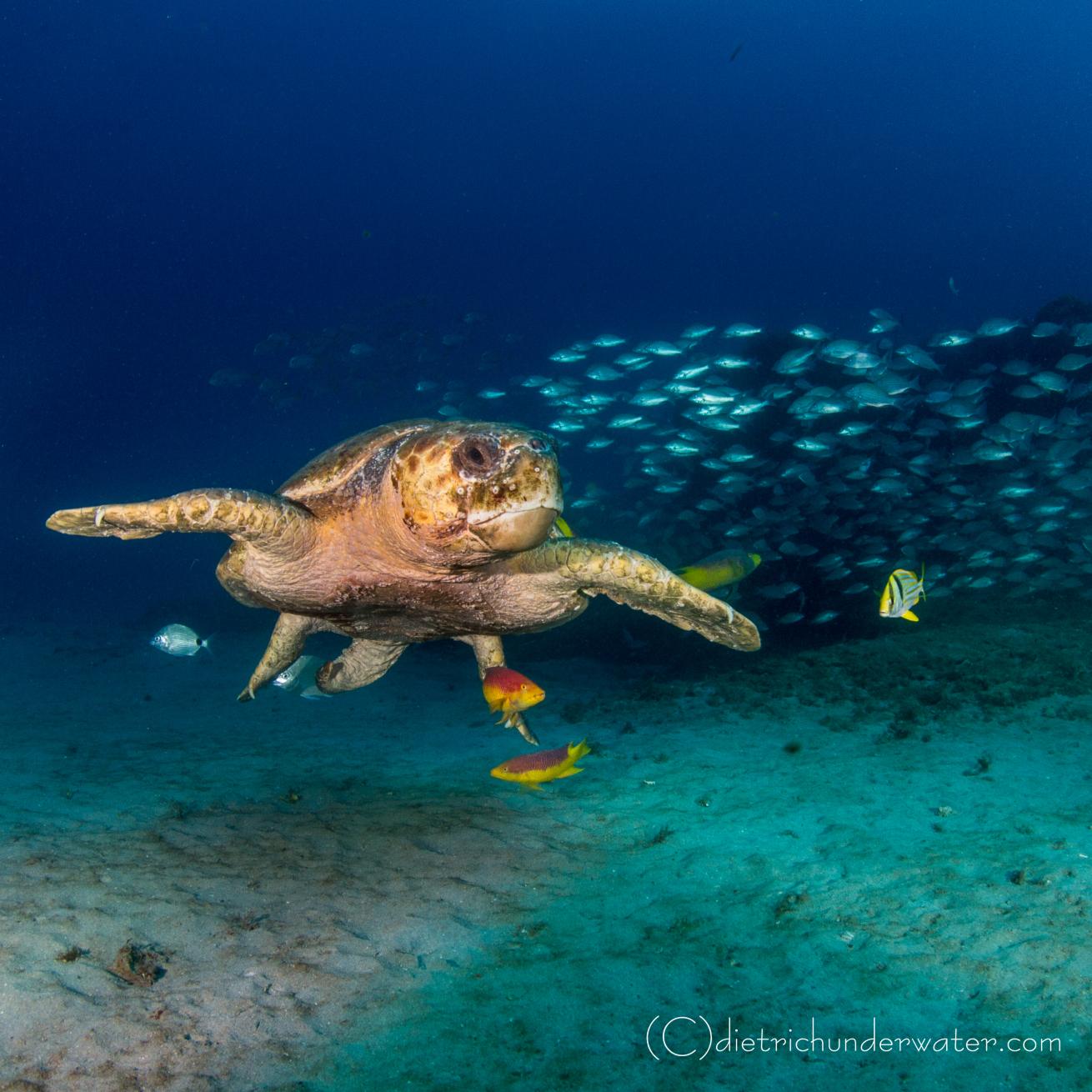 Sea turtle photos