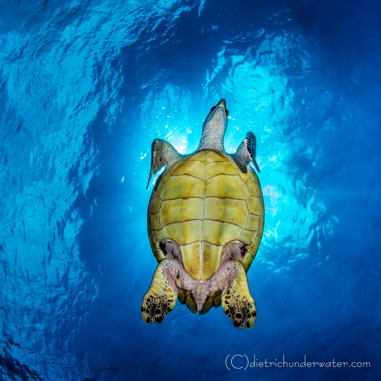 Sea turtle photos