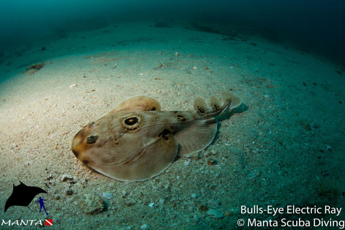 Bulls-Eye Electric Ray  