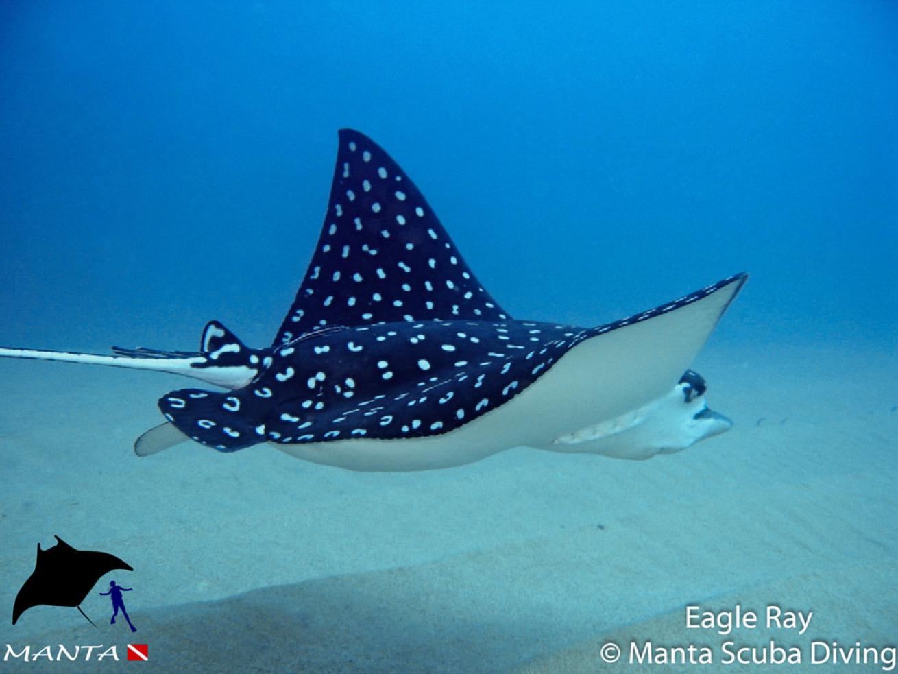 Eagle Ray