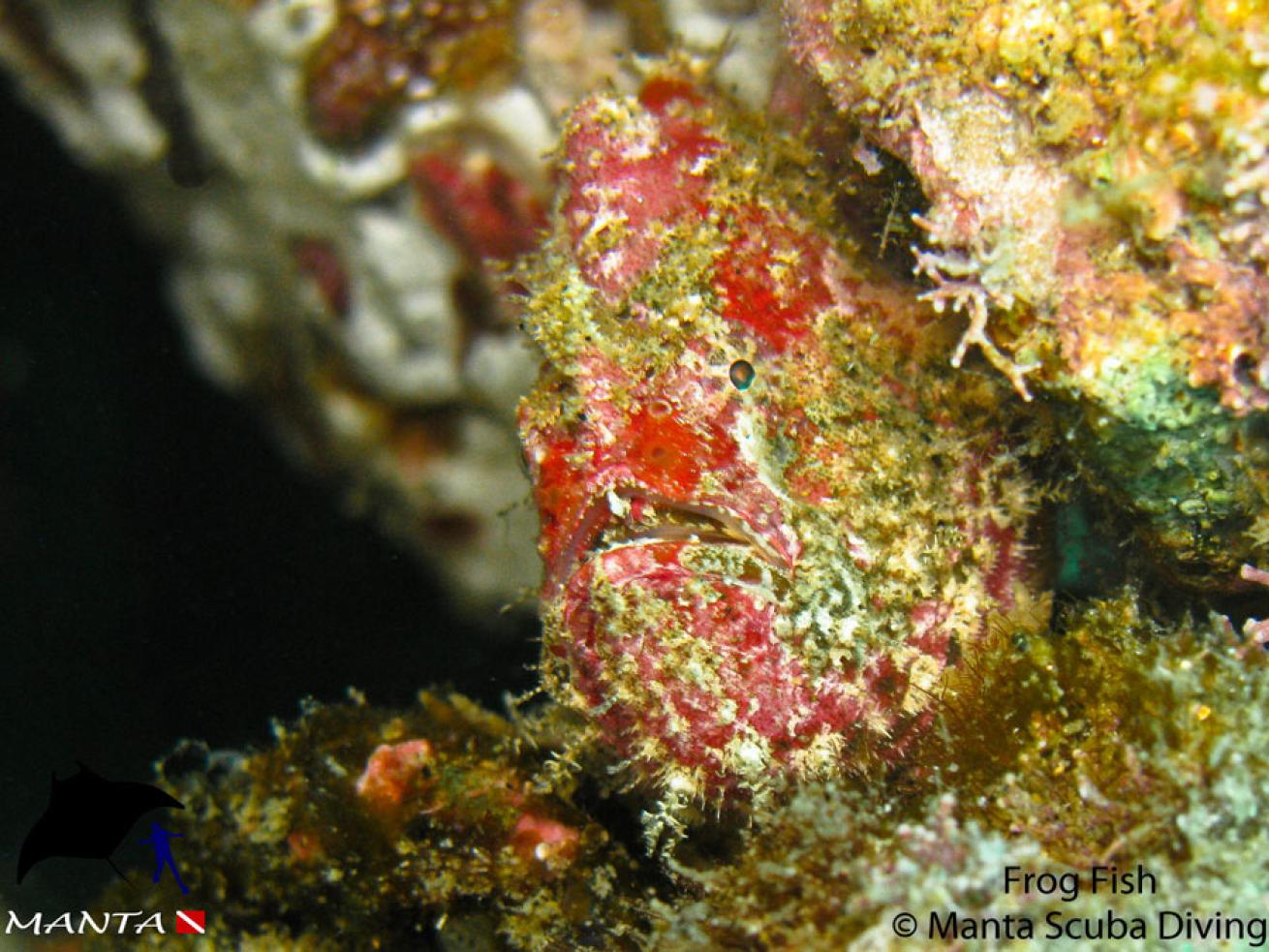 Frog Fish