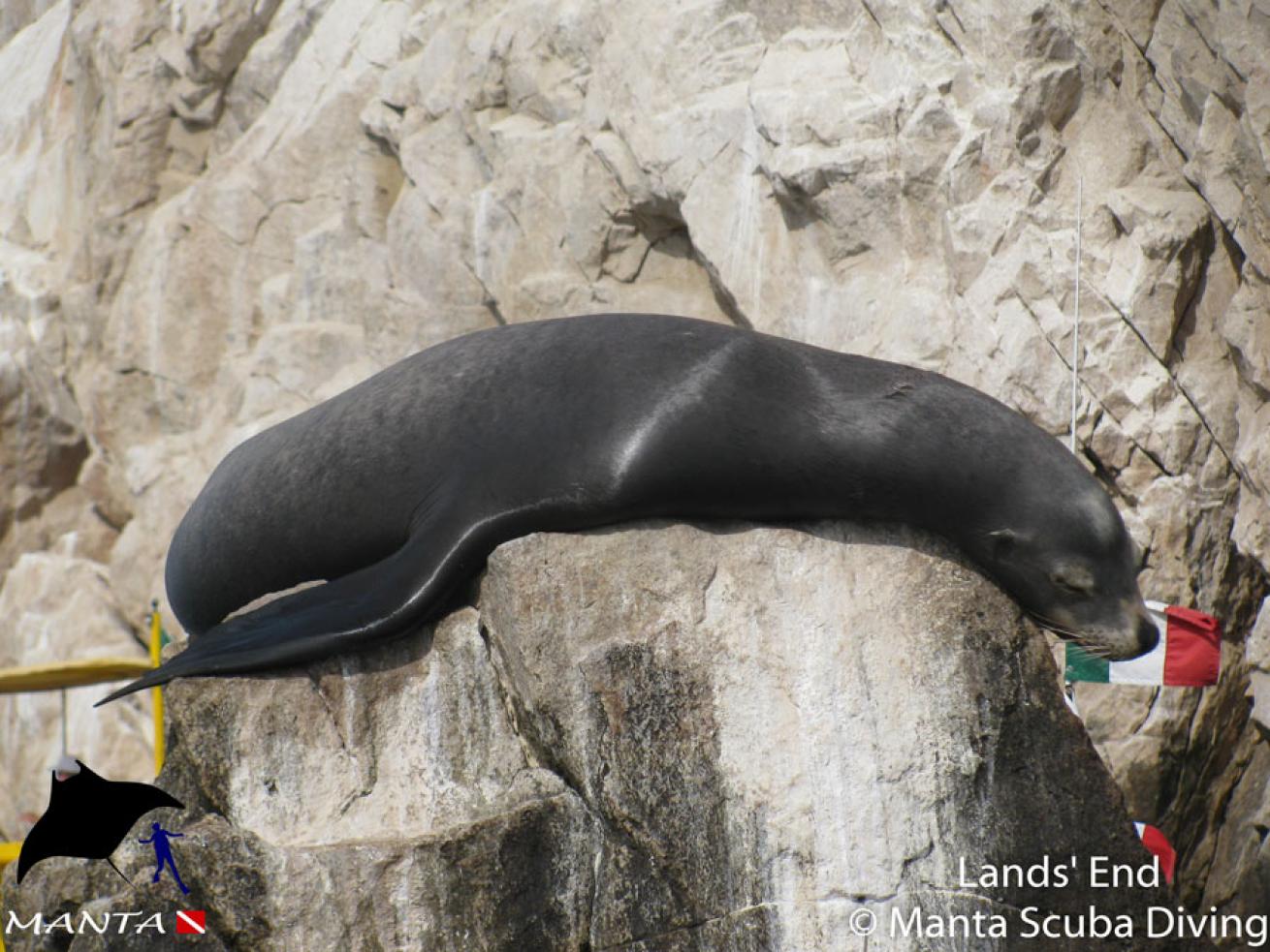 Sea Lion at Land's End